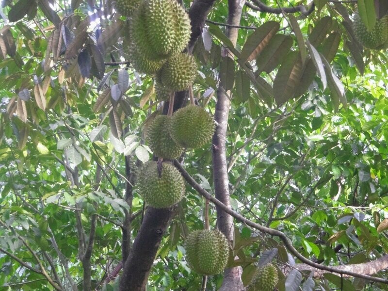 Gia Sau Rieng Hom Nay2