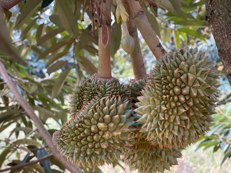 Gia Sau Rieng Hom Nay4